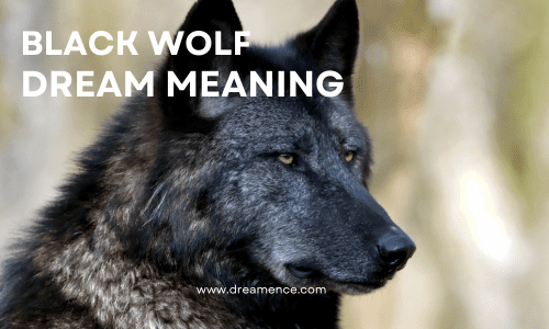 Black Wolf Dream Meaning
