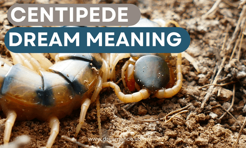Centipede Dream Meaning