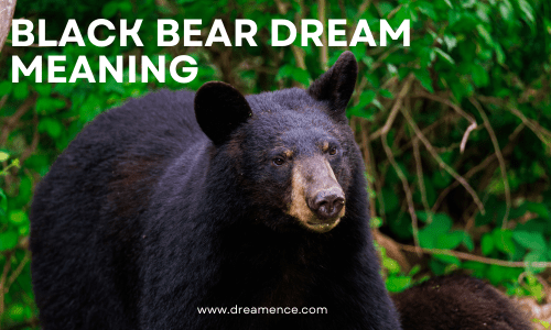 Black bear dream meaning