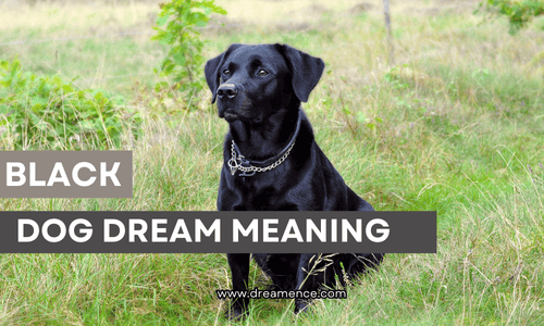 Black Dog Dream Meaning