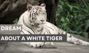 Dream About A White Tiger